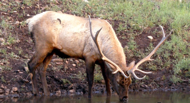 WAPITI RANCH