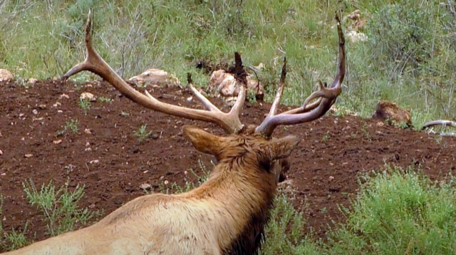 WAPITI RANCH