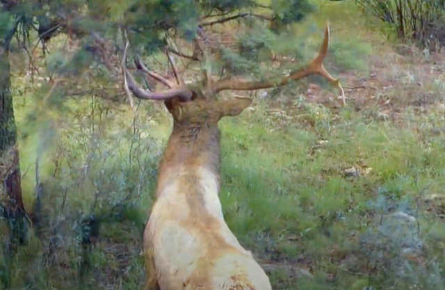 WAPITI RANCH