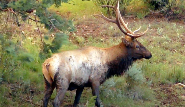 WAPITI RANCH