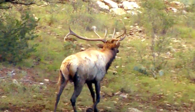 WAPITI RANCH