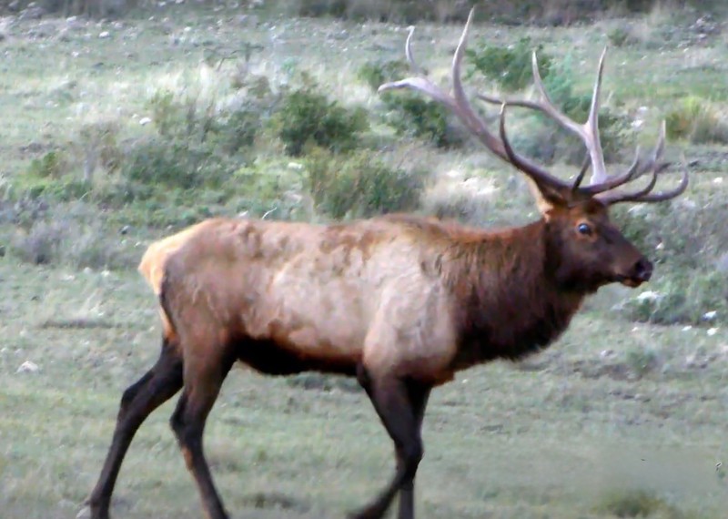 WAPITI RANCH