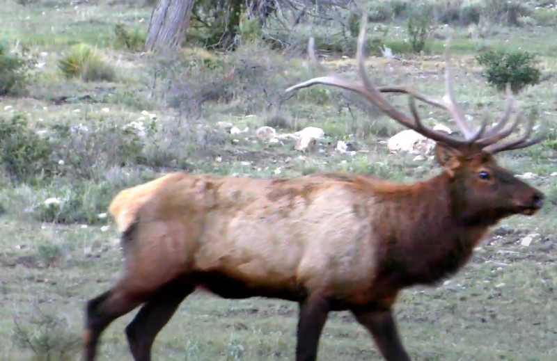 WAPITI RANCH