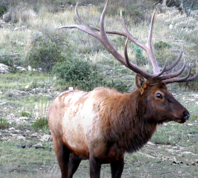 WAPITI RANCH