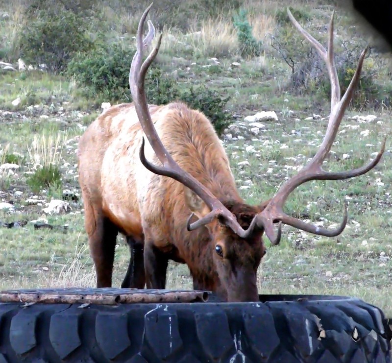 WAPITI RANCH