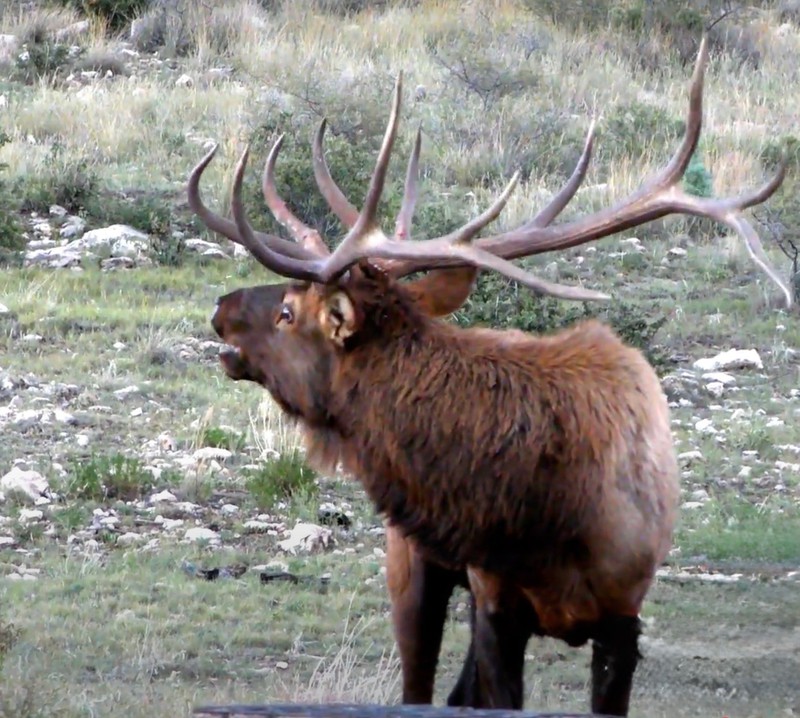 WAPITI RANCH