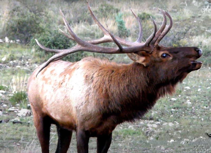 WAPITI RANCH