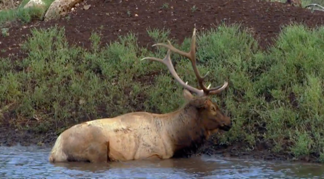 WAPITI RANCH