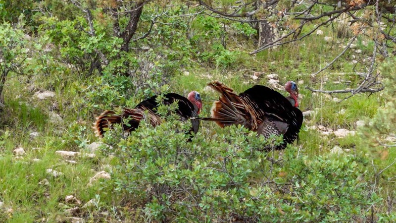 WAPITI RANCH