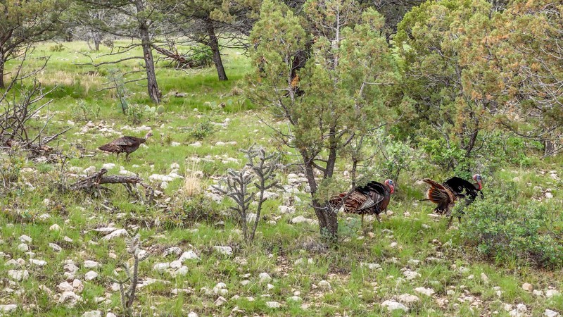 WAPITI RANCH