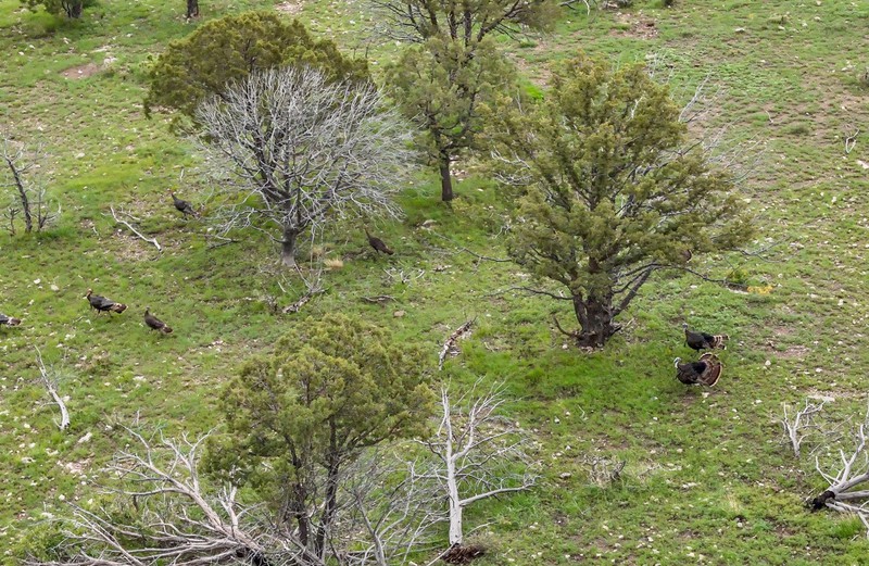 WAPITI RANCH