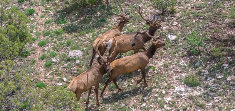 WAPITI RANCH