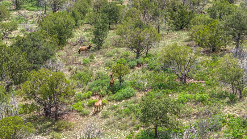 WAPITI RANCH