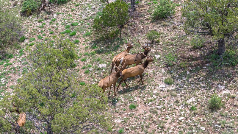 WAPITI RANCH