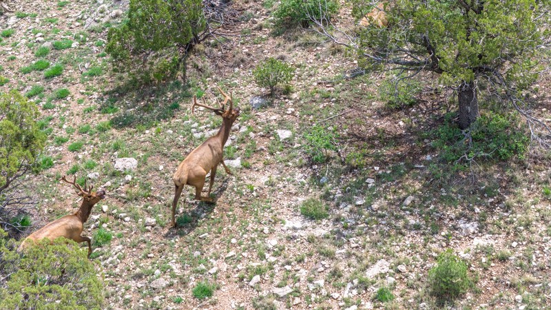 WAPITI RANCH