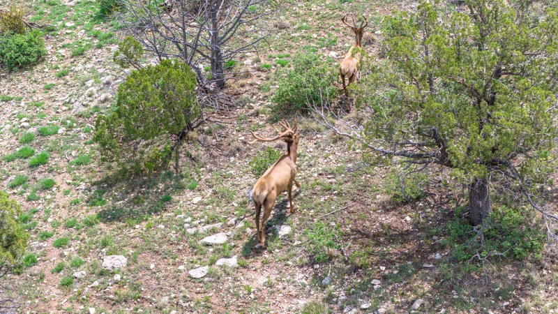 WAPITI RANCH