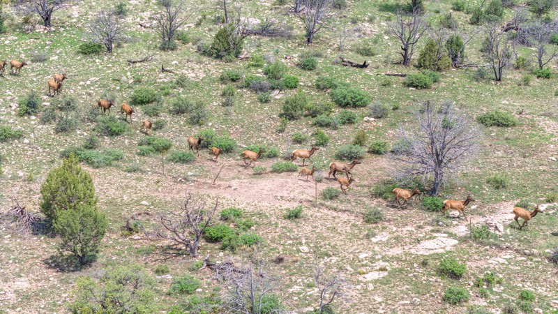 WAPITI RANCH