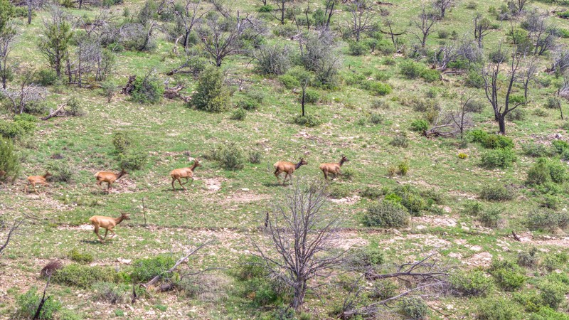 WAPITI RANCH