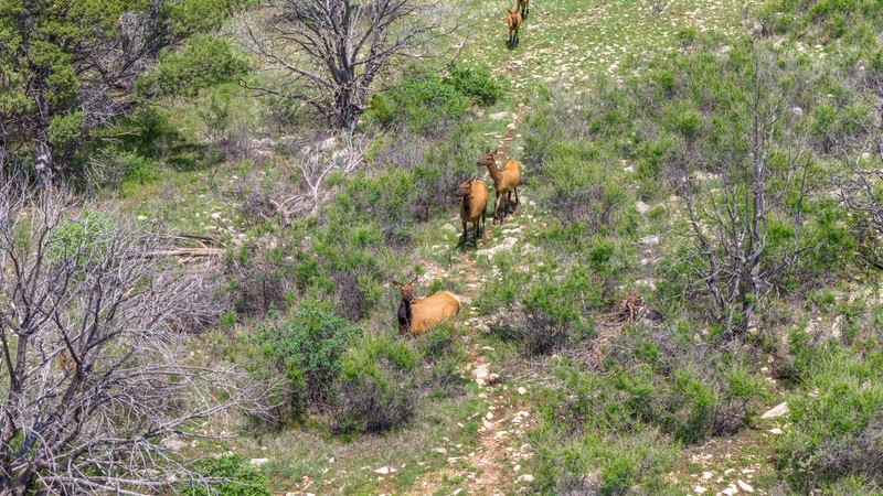 WAPITI RANCH