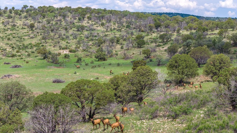 WAPITI RANCH