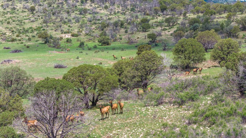 WAPITI RANCH