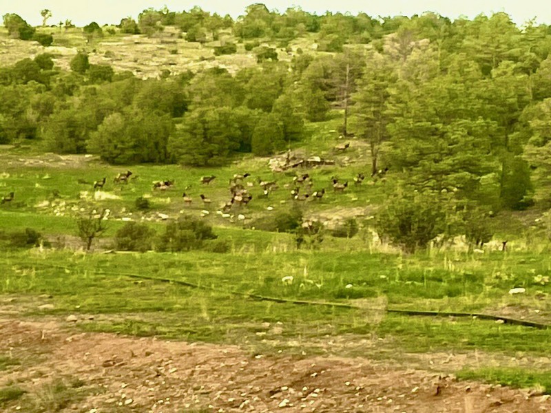 WAPITI RANCH