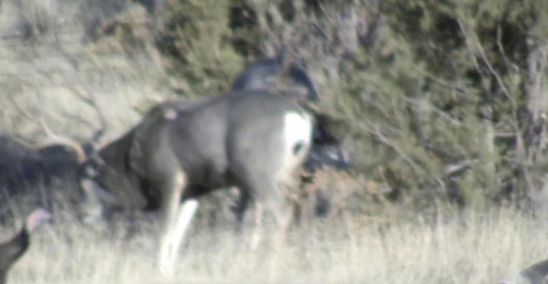 WAPITI RANCH