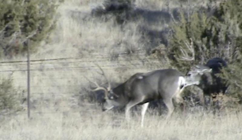 WAPITI RANCH