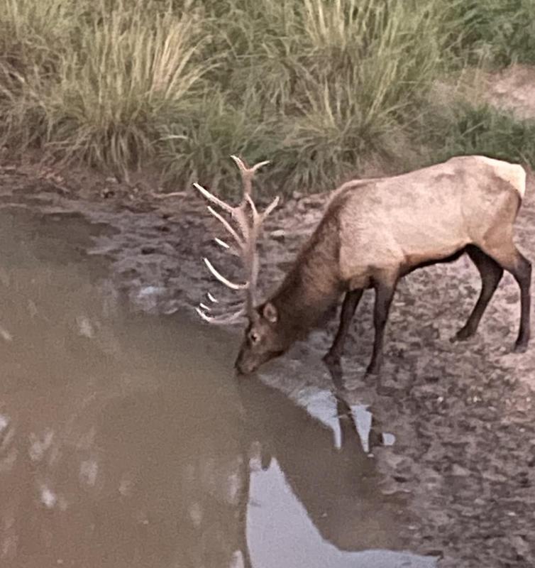 WAPITI RANCH