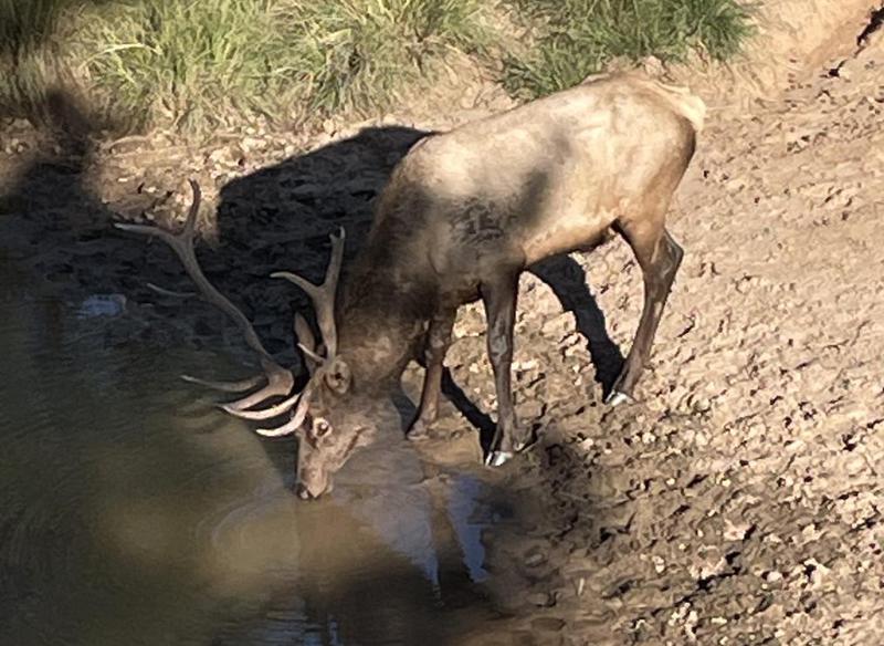 WAPITI RANCH