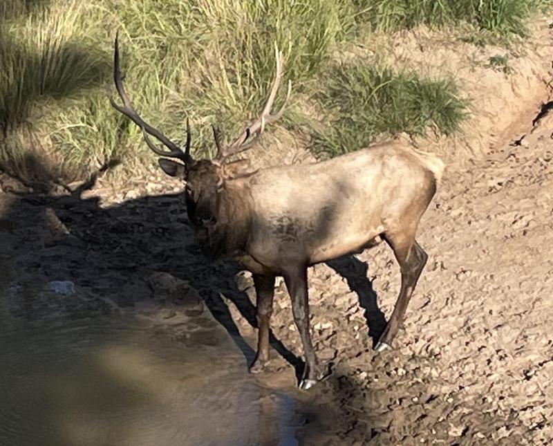 WAPITI RANCH