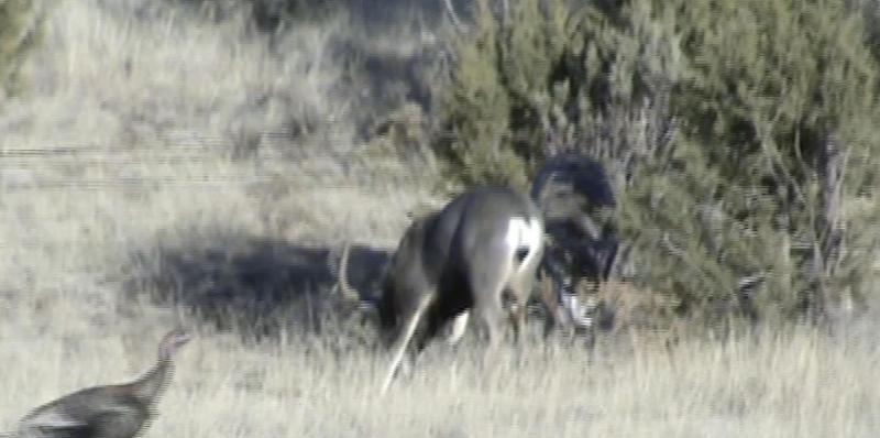 WAPITI RANCH