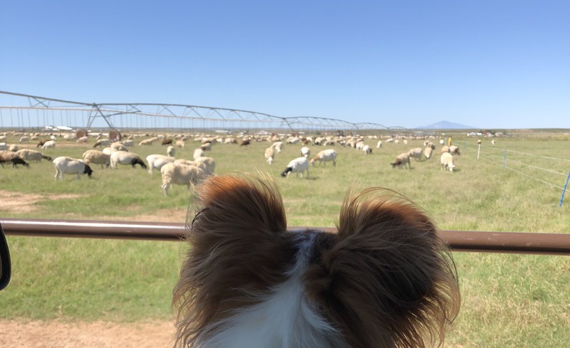 Great Southwest Agro - Ag Ranch Operation