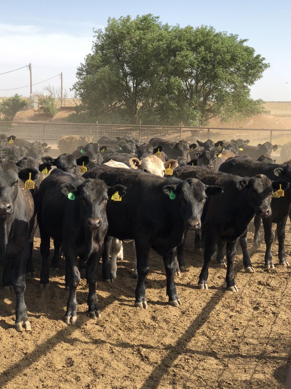 Great Southwest Agro - Ag Ranch Operation