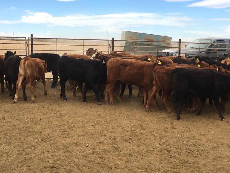 Great Southwest Agro - Ag Ranch Operation