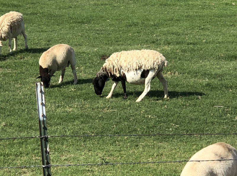 Great Southwest Agro - Ag Ranch Operation