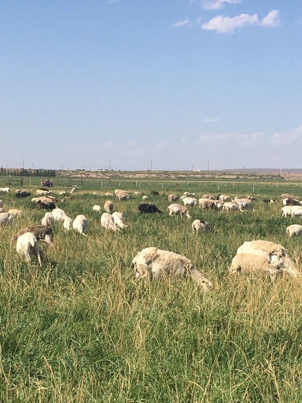 Great Southwest Agro - Ag Ranch Operation