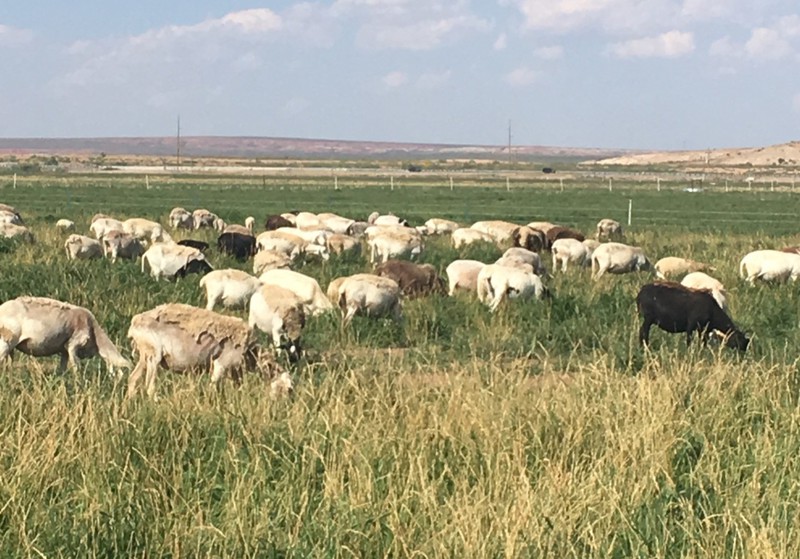 Great Southwest Agro - Ag Ranch Operation