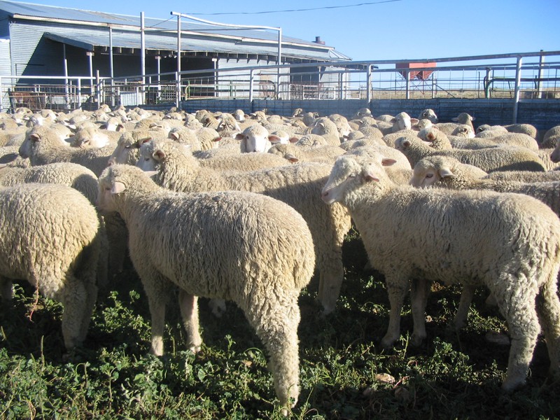 Great Southwest Agro - Ag Ranch Operation