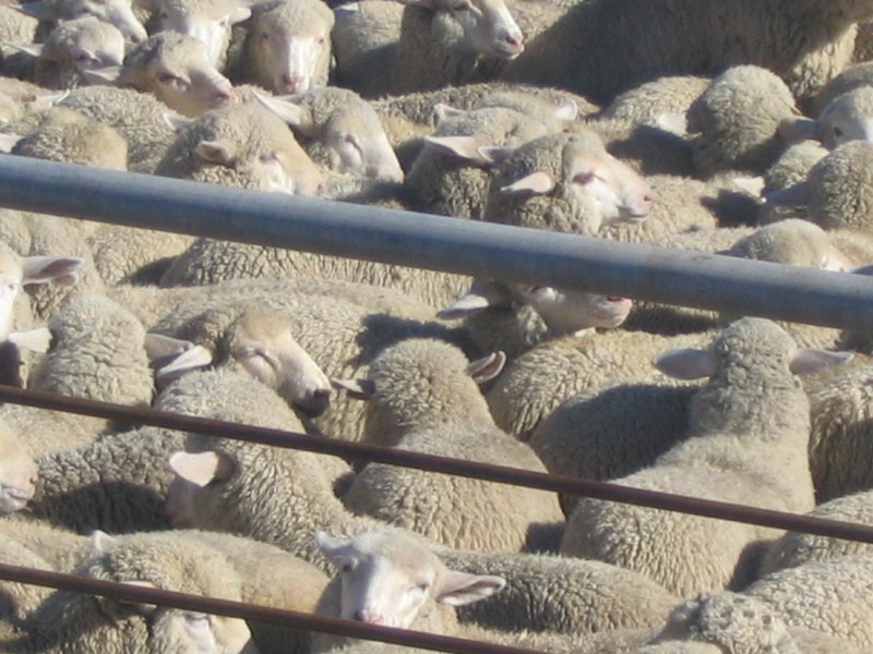 Great Southwest Agro - Ag Ranch Operation