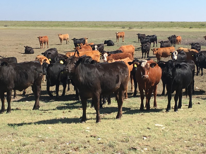 Great Southwest Agro - Ag Ranch Operation
