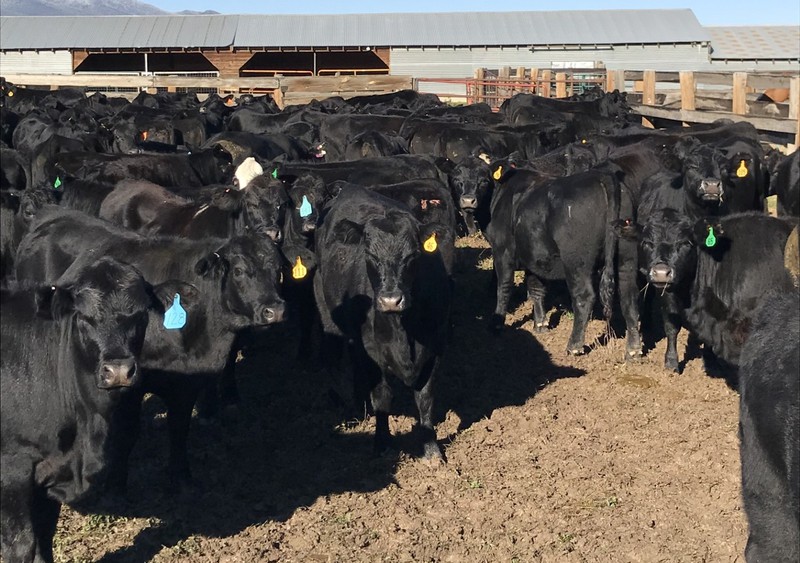 Great Southwest Agro - Ag Ranch Operation