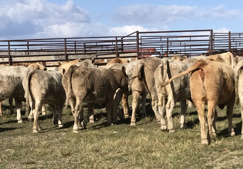 Great Southwest Agro - Ag Ranch Operation