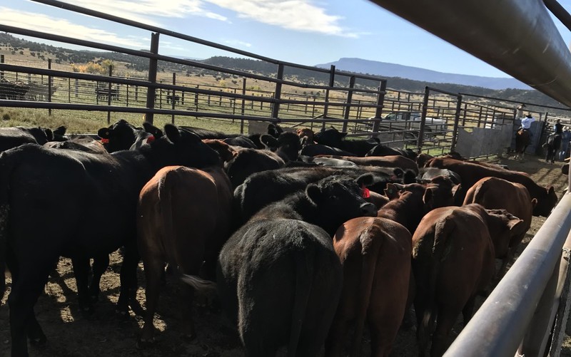 Great Southwest Agro - Ag Ranch Operation