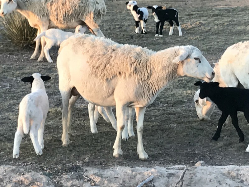 Great Southwest Agro - Ag Ranch Operation