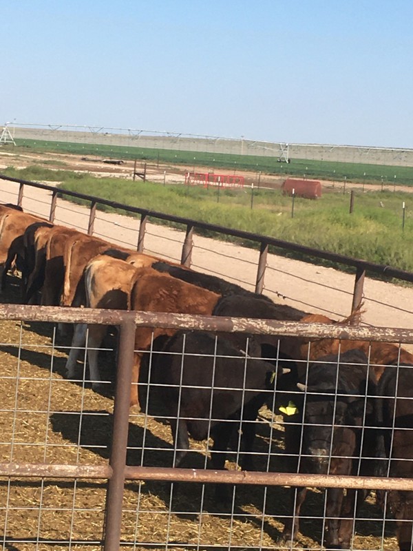 Great Southwest Agro - Ag Ranch Operation