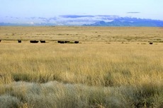 Buck Passer Ranch