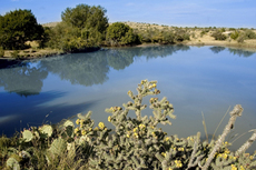 Pinon Springs Ranch