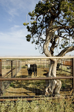 Pinon Springs Ranch