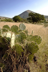 Pinon Springs Ranch